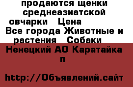 продаются щенки среднеазиатской овчарки › Цена ­ 30 000 - Все города Животные и растения » Собаки   . Ненецкий АО,Каратайка п.